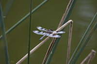 Dragonfly 8227
